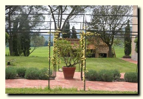 vigna pergola 3 ok